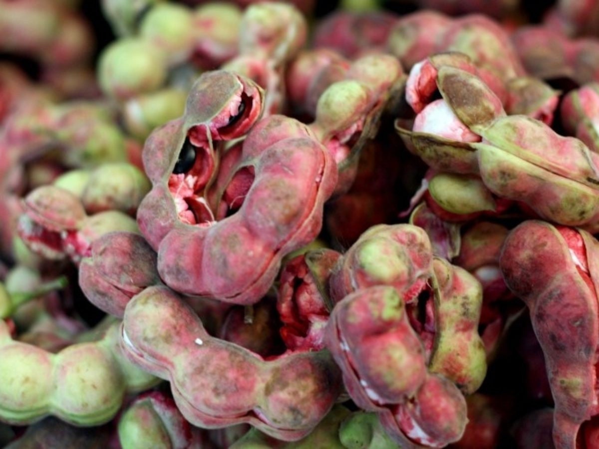 Guamuchil Seeds Pithecellobium Dulce - Etsy, image size:1200x900