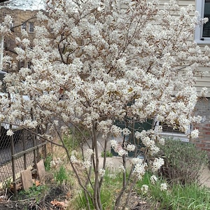 Allegheny serviceberry tree seeds