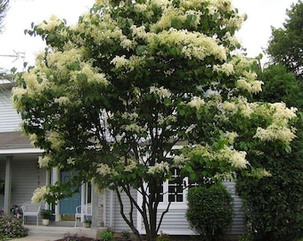 Lilla Viola Syringa Vulgaris Arbusto Bush Imponente Albero Semi - Foto 9