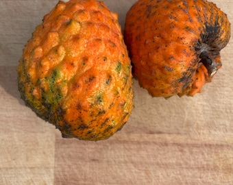 Orange Soursop seeds Annona spinescens