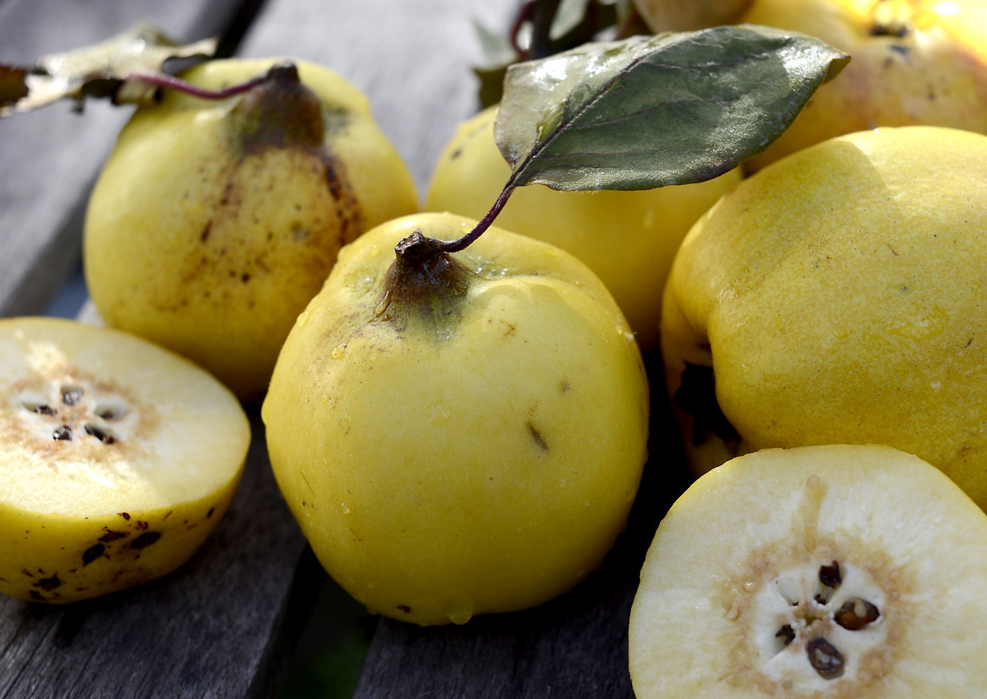 European Quince Seeds Etsy