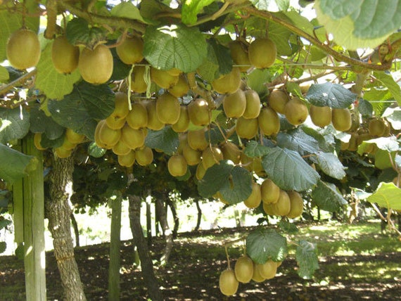 Golden Kiwi Seeds Actinidia Deliciosa - Etsy | 