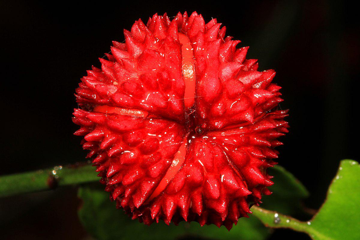 American Strawberry bush/ Euonymus Americanus seeds - Etsy 日本