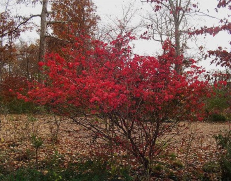 American Strawberry Bush/ Euonymus Americanus Etsy