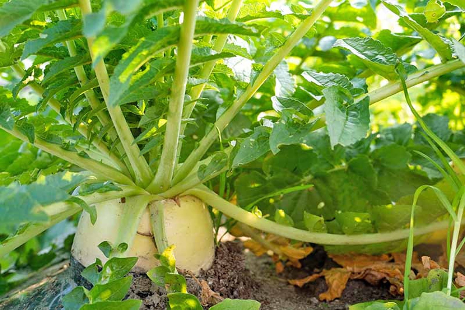 Korean radish mu seeds Etsy