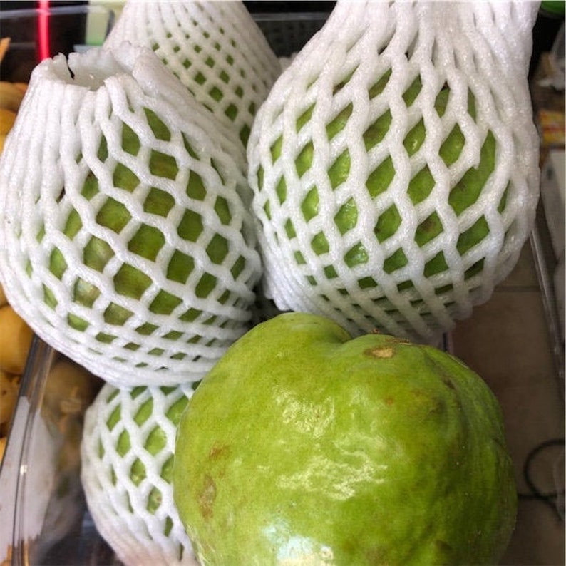 semilas de guava imagem 2