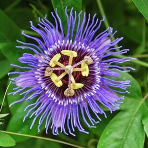 K&ouml;nnte beinhalten: Nahaufnahme einer violetten Passionsblume mit gelben und braunen Akzenten in der Mitte. Die Blume hat ein zartes, fransiges Aussehen.