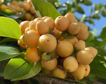 Nance Seeds - Byrsonima crassifolia