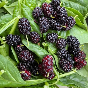 black mulberry seeds/ Morus nigra