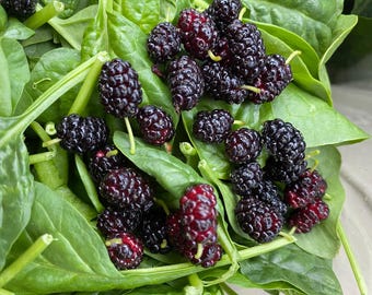 nasiona morwy czarnej/Morus nigra