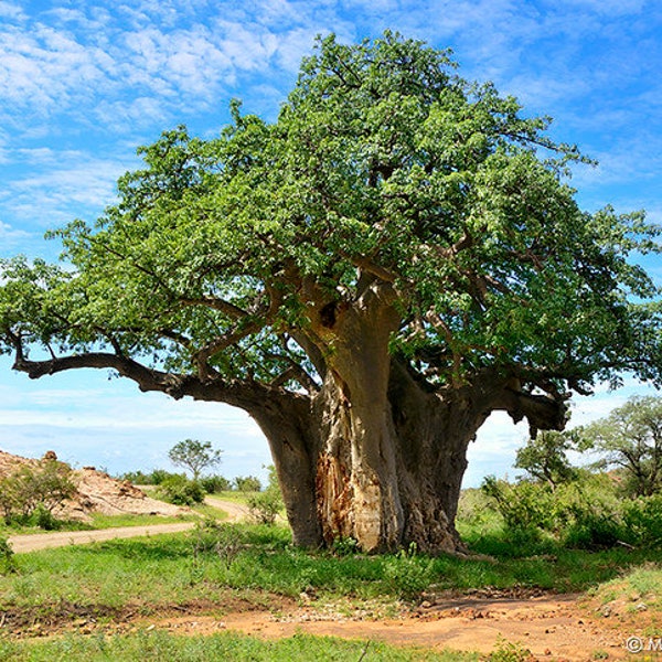 graines du baobab