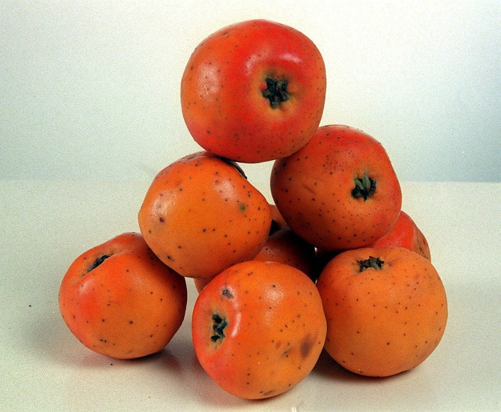 Tejocote Manzanita Seeds Etsy