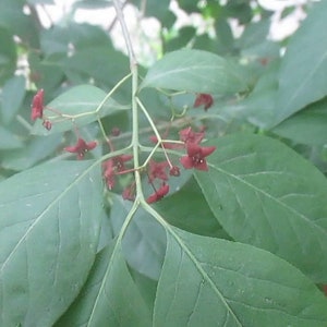 Eastern wahoo seeds image 3