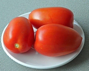 La Roma Tomato Seeds Solanum lycopersicum