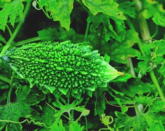 indian bitter melon seeds