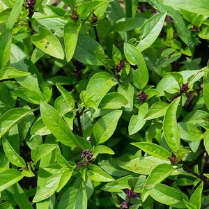 thai basil seeds Ocimum basilicum