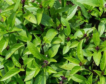 graines du thai basil