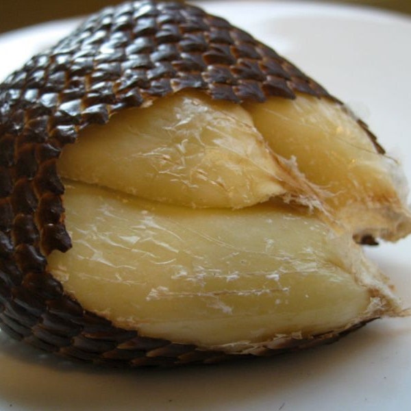 salak seeds Salacca zalacca