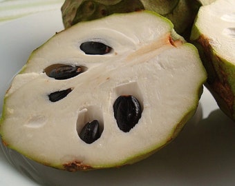 Cherimoya Seeds - Annona Cherimola -