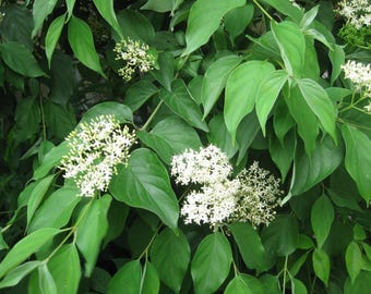 Gray Dogwood Seeds Cornus racemosa