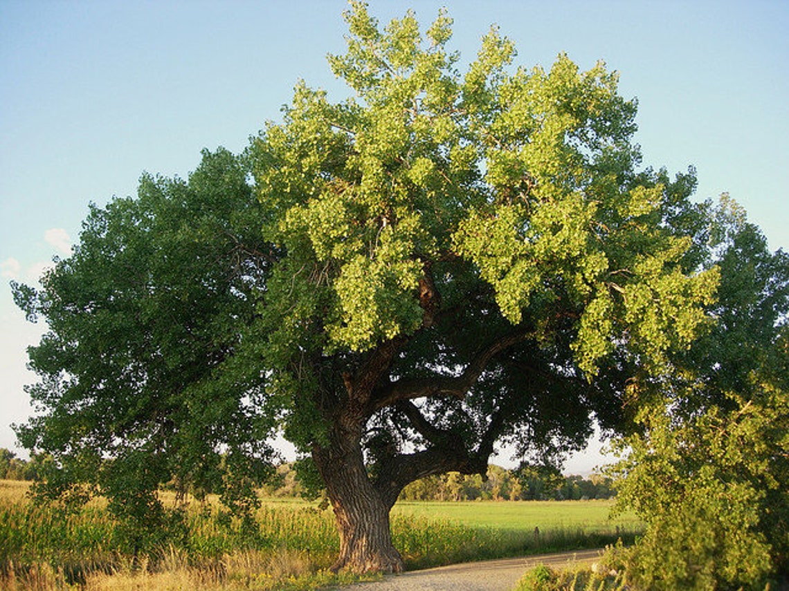 Eastern Cottonwood Tree Seeds Etsy
