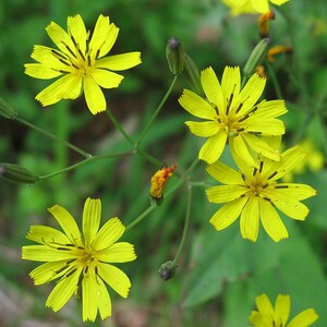 Toothed ixeridium/Ixeris Dentata (Thunb.) Nakai
