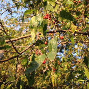 25 sugarberry (southern Hackberry) seeds