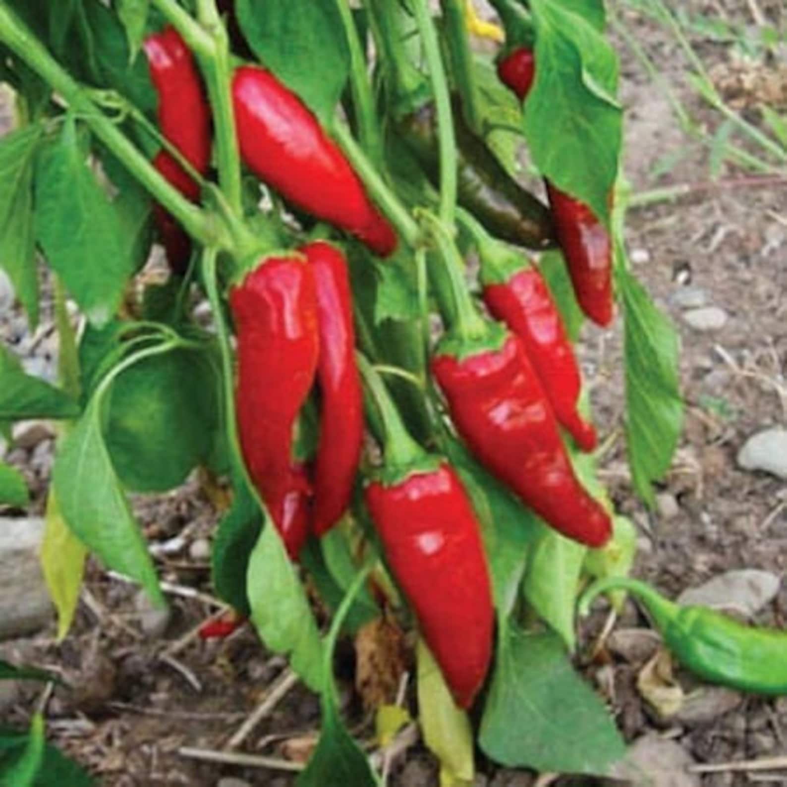 Guajillo Pepper Seeds Etsy