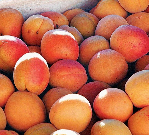 Buy Apricot Seeds for Planting Online in India - Etsy