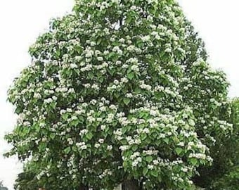 50 Northern Catalpa seeds