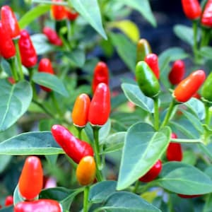 Pequin Pepper Seeds