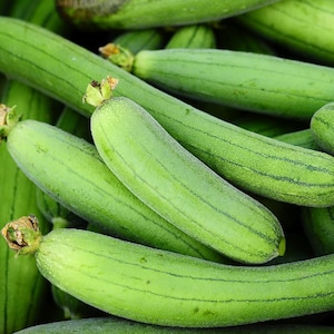 May include: Close-up of a pile of fresh, green loofah gourds. The gourds are oblong with a ridged texture and a light green color. Some have small, dried stems attached. The image is well-lit, highlighting the natural green hues of the vegetables.