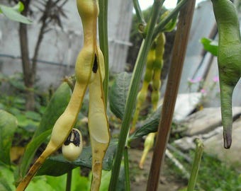 Black Eye Pea Seeds Vigna unguiculata