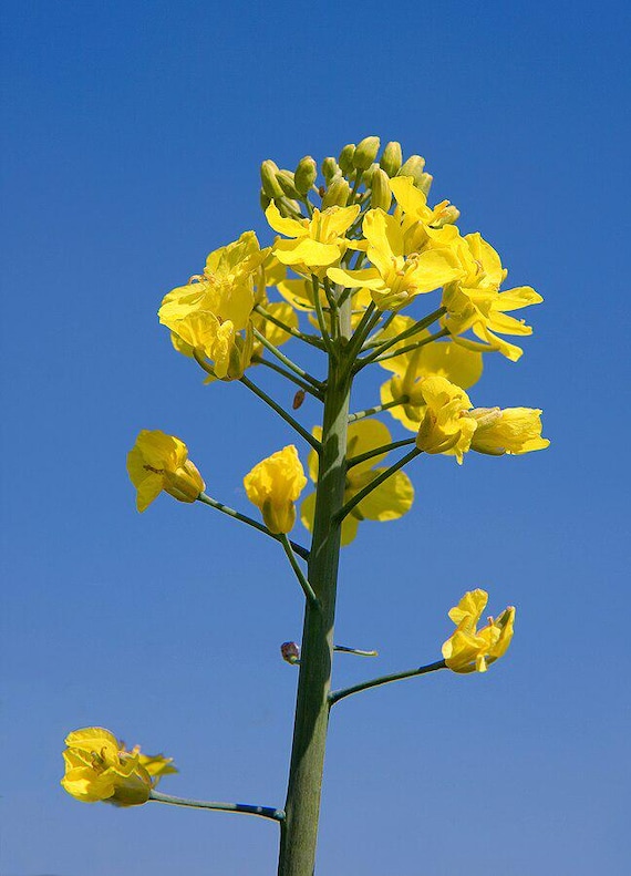 Canola Rape Seeds Brassica Napus - Etsy