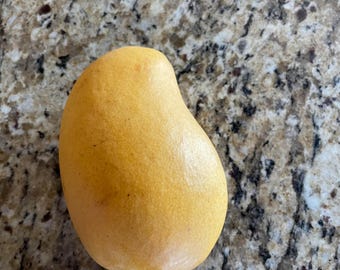 Alfophnso Mango Seed Mangifera indica