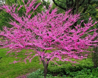 Tree Seeds Beautiful Pink Flowers Flowering Tree 20 Heirloom Chinese Redbud USA Fast Growing
