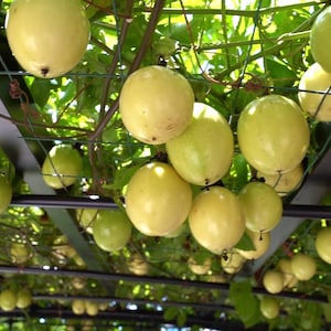 May include: A close-up view of a trellis covered in a vine with many ripe yellow passion fruit hanging from the branches.