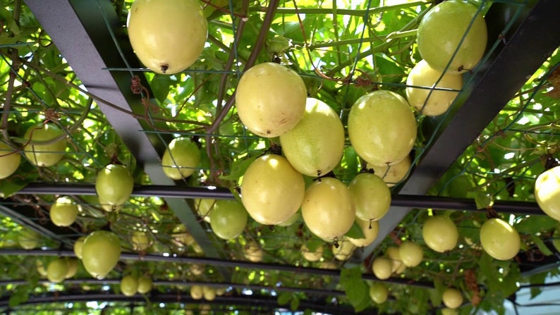 May include: A close-up view of a trellis covered in a vine with many ripe yellow passion fruit hanging from the branches.