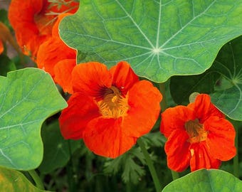 Könnte beinhalten: Nahaufnahme von orangefarbenen Kapuzinerkresse-Blüten mit grünen Blättern. Die Blüten haben einen gelben Mittelpunkt und sind in voller Blüte.