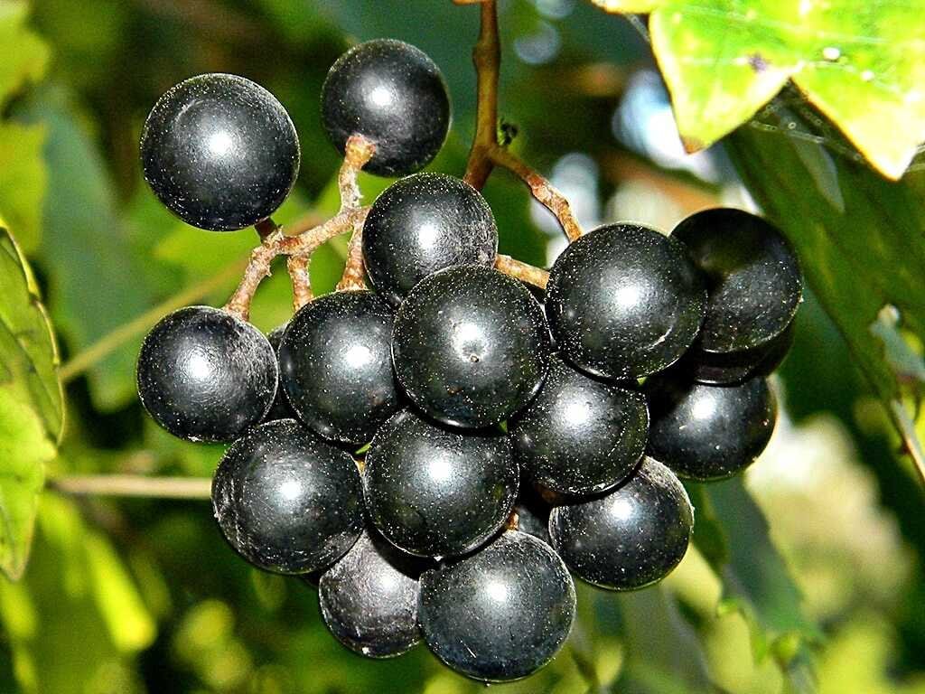 purple muscadine grape seeds Vitis rotundifolia