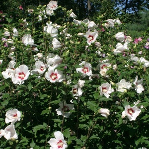 K&ouml;nnte beinhalten: Ein Busch mit wei&szlig;en Hibiskusbl&uuml;ten mit roten Zentren. Die Bl&uuml;ten stehen in voller Bl&uuml;te und sind von gr&uuml;nen Bl&auml;ttern umgeben.