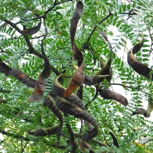 locust samen
