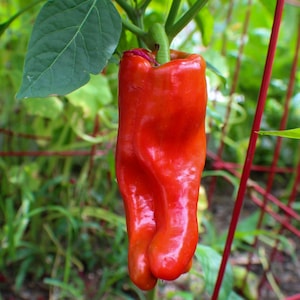cubanel pepper seeds