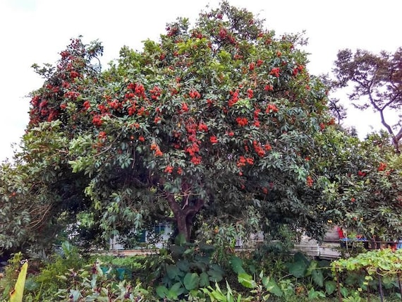 Buy Rambutan Seeds Nephelium Lappaceum Online in India - Etsy