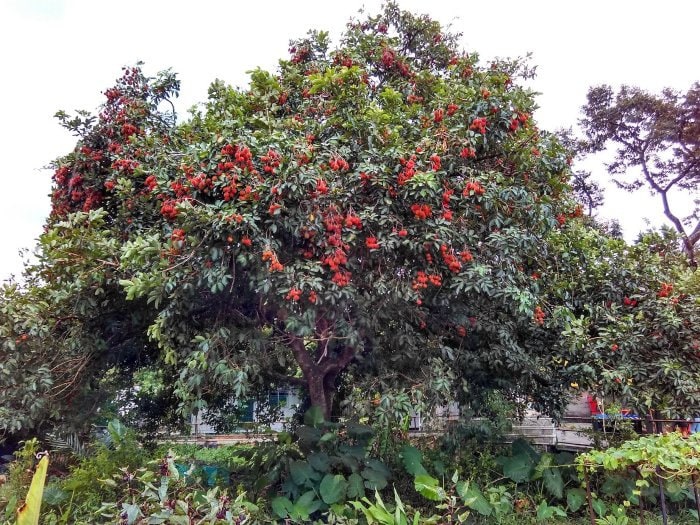 Buy Rambutan Seeds Nephelium Lappaceum Online in India - Etsy