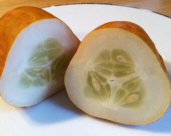 Lemon Cucumber Seeds ~ Cucumis sativus