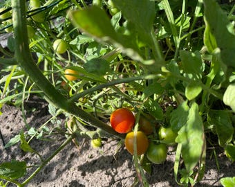 Supersweet 100 Tomato Seeds Solanum lycopersicum