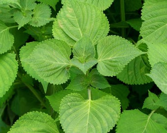 Perilla Seeds Perilla frutescens