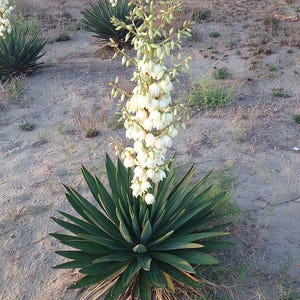 Yucca Seeds - Indiana Grown