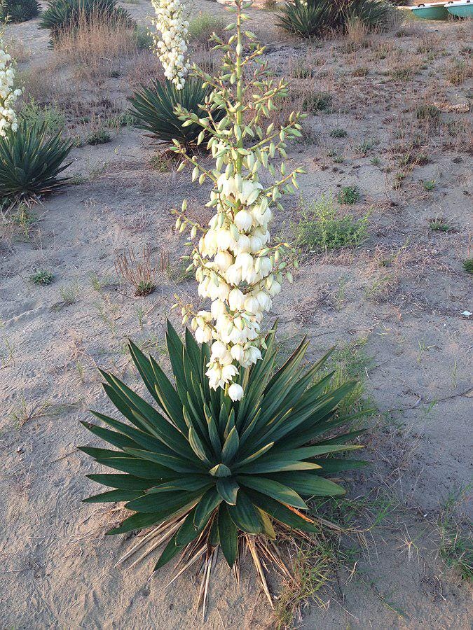 ユッカ sample ユッカ sample Split Enz™ Yucca, Yucca , Monrovia Plant